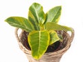 Ficus Altissima BlumeÃÂ 'Golden Edge' in wicker basket isolated on white background